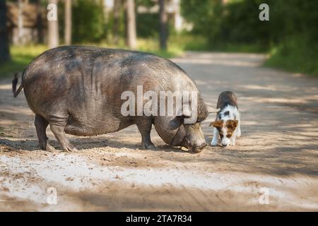 Kleines schwarzes Schwein und Welpe A in der Natur Stockfoto