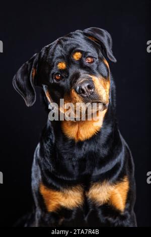 Porträt eines männlichen Rottweiler-Hundes mit geneigtem Kopf Stockfoto