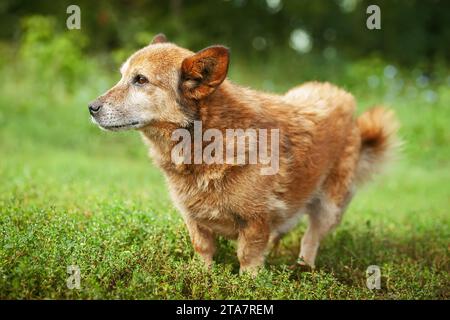 Roter Mischlingshund spaziert im Park. Halbrassen-Weißer Schweizer Schäferhund spaziert an frischer Luft auf dem grünen Gras und genießt das Leben Stockfoto