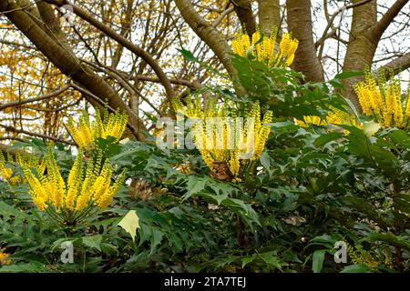 Edinburgh Scotland Princes Street Gardens gelbe Mahonia Blumen im Winter Stockfoto