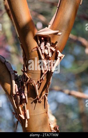 Acer griseum, Paperrindenahorn, Blutrindenahorn, papierförmige Rindenschälung im Spätwinter/frühen Frühling Stockfoto