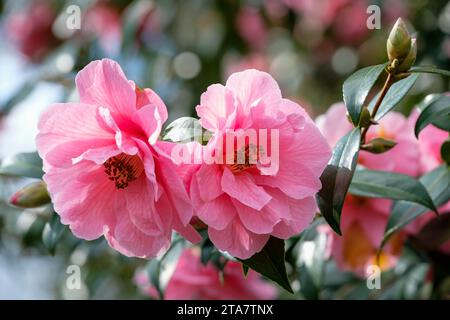 Kamelie x williamsii Spende, große, halbdoppelte, weiche rosa, untertassenförmige Blüten im Spätwinter/frühen Frühling Stockfoto