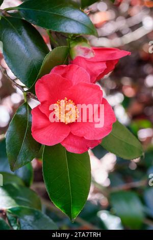 Camellia japonica Sylva, Camellia Sylva, einzelne karmesinrote Blüten, gelbe Staubblätter im Frühjahr Stockfoto