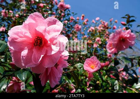 Kamelie x williamsii Spende, große, halbdoppelte, weiche rosa, untertassenförmige Blüten im Spätwinter/frühen Frühling Stockfoto