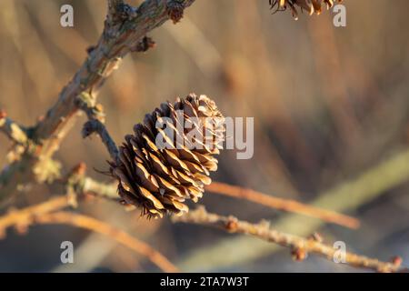 Europäische Lärche, Larix decidua, Baum, Ast mit Zapfen im Winter. Stockfoto