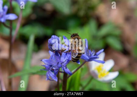 Die Honigbiene sammelt Nektar und Pollen aus der blauen, leicht welkenden Blume Scilla bifolia, Alpenkauz oder Zweiblättrigem Squill. Primrose im Frühling. Stockfoto