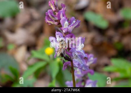 Corydalis Cava, violette Frühlingsblumen von Corydalis, Makro, Nahaufnahme. Stockfoto