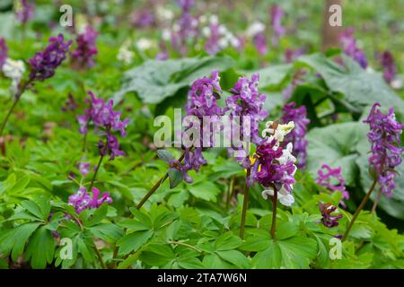 Corydalis Cava, violette Frühlingsblumen von Corydalis, Makro, Nahaufnahme. Stockfoto