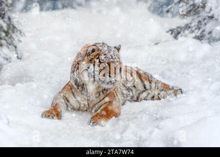 Großaufnahme erwachsener Tiger in kalter Zeit. Tigerschnee in wilder Winterlandschaft. Action-Wildlife-Szene mit gefährlichem Tier Stockfoto