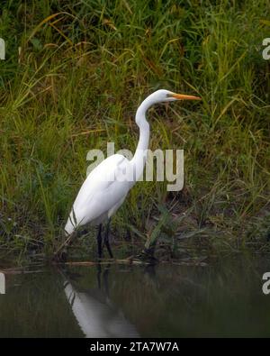 Weißer Großreiher-Vogel, der im Wasser mit grünem Grashintergrund steht Stockfoto