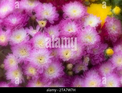Ein Haufen rosafarbener Chrysanthemen Stockfoto