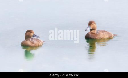 Zwei weibliche Rothaarige, die im blauen Wasser schwimmen Stockfoto