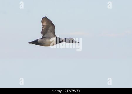 Ente mit Ringhalsausschnitt in der Nahaufnahme des Fluges Stockfoto