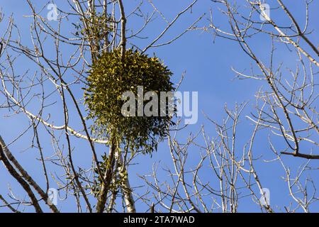 Ein kranker verwelkter Baum, angegriffen von Mistelzweigen, Viscum. Es sind hölzerne, obligatorische hemiparasitäre Sträucher. Stockfoto