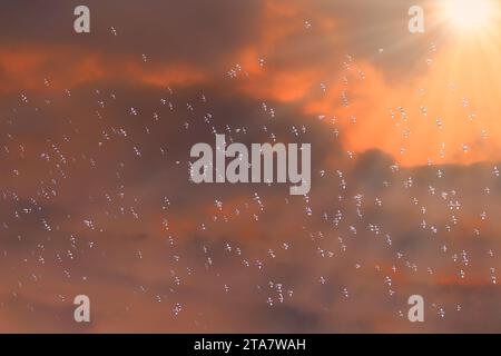 Hunderte von Vögeln fliegen in Sonnenstrahlen unter orangefarbenen Wolken Stockfoto