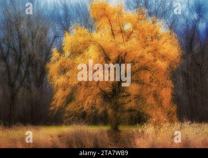 Trauerweide im Herbst (Version 2) Stockfoto