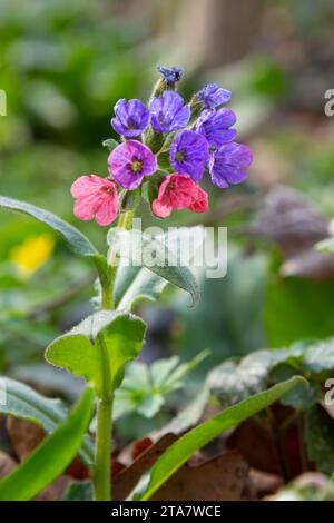 Pulmonaria officinalis, gebräuchliche Namen Lungenkraut, gewöhnlicher Lungenkraut, Marys Tränen oder unsere Lady's Milk Tropfen, ist ein krautiges, rhizomatöses, immergrünes Dauergrünland Stockfoto