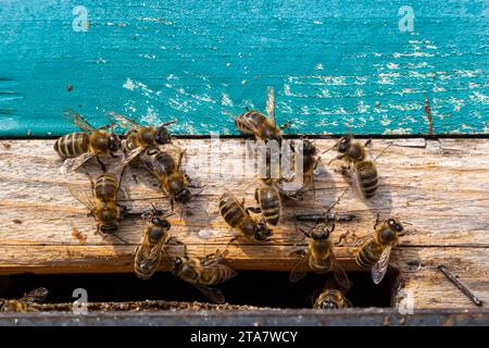 Viele Bienen kehren zum Bienenstock zurück und betreten den Bienenstock mit gesammeltem Blumennektar und Blütenpollen. Bienenschwarm, der Nektar von den Blumen sammelt. Stockfoto