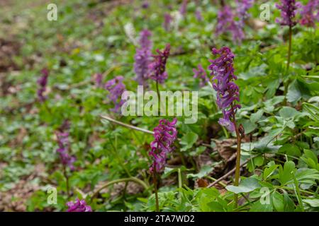 Corydalis Cava, violette Frühlingsblumen von Corydalis, Makro, Nahaufnahme. Stockfoto