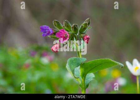 Pulmonaria officinalis, gebräuchliche Namen Lungenkraut, gewöhnlicher Lungenkraut, Marys Tränen oder unsere Lady's Milk Tropfen, ist ein krautiges, rhizomatöses, immergrünes Dauergrünland Stockfoto