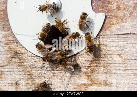 Viele Bienen kehren zum Bienenstock zurück und betreten den Bienenstock mit gesammeltem Blumennektar und Blütenpollen. Bienenschwarm, der Nektar von den Blumen sammelt. Stockfoto