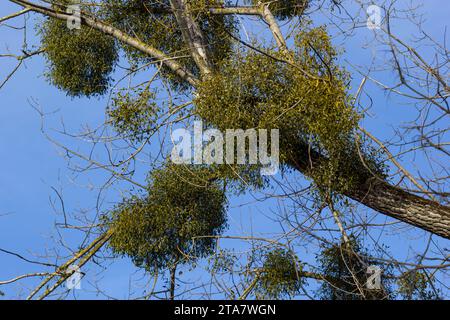 Ein kranker verwelkter Baum, angegriffen von Mistelzweigen, Viscum. Es sind hölzerne, obligatorische hemiparasitäre Sträucher. Stockfoto