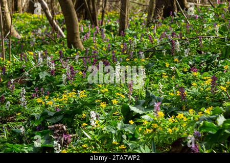 Corydalis Cava, violette Frühlingsblumen von Corydalis, Makro, Nahaufnahme. Violette Corydalis-Blüten im Wald am frühen Frühling. Stockfoto
