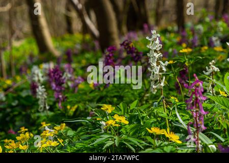 Corydalis Cava, violette Frühlingsblumen von Corydalis, Makro, Nahaufnahme. Violette Corydalis-Blüten im Wald am frühen Frühling. Stockfoto