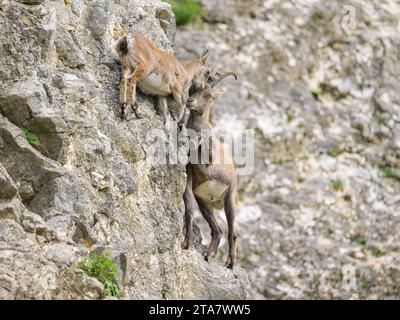 Zwei junge alpine Ibexen kämpfen auf einem Felsgesicht, bewölkter Tag in einem österreichischen Zoo Stockfoto