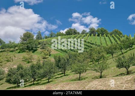 Idyllische Weinbaulandschaft in der Nähe von Leutschach an der Weinstraße im Weinbaugebiet steiermark, steiermark, Österreich Stockfoto