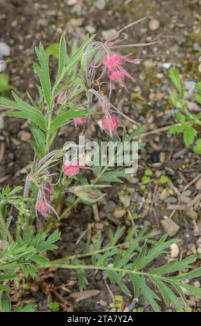 Dreiblühende Awen, Geum triflorum in Blume. Westliches Nordamerika. Stockfoto