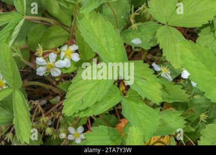 Virginia-Erdbeere, Fragaria virginiana in Blüte im Frühjahr. Stockfoto