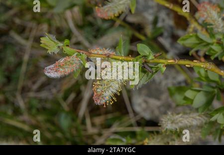 Halberdweide, männliche Salix-Hastata-Blüten. Stockfoto