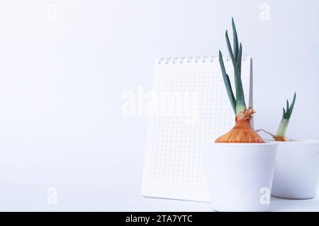 Pflanzen im Labor anbauen. Grüne Zwiebeln auf weißem Hintergrund. Pestizide, Herbizide und Düngemittel für die Pflanzenernährung. Stockfoto