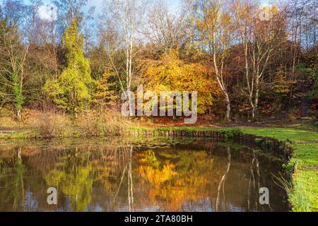 Herbstfarben im Royal Forest of Dean - Lightmoor Pool in der Nähe von Speech House, Gloucestershire, England, Großbritannien Stockfoto