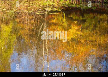 Herbstfarben im Royal Forest of Dean - Reflections in Lightmoor Pool in der Nähe von Speech House, Gloucestershire, England, Großbritannien Stockfoto