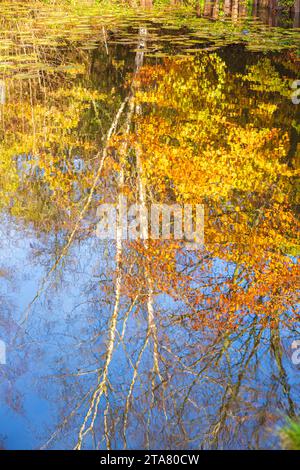 Herbstfarben im Royal Forest of Dean - Reflections in Lightmoor Pool in der Nähe von Speech House, Gloucestershire, England, Großbritannien Stockfoto