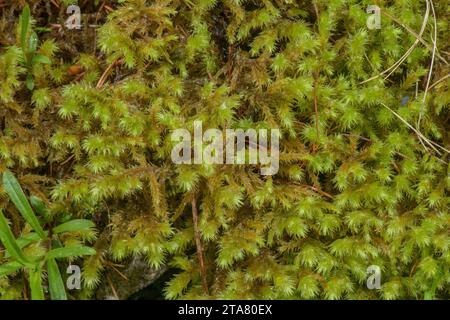 Raues Gänsehalmoos, Rhytadiadelphus triquetrus, im Wald. Stockfoto