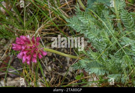 Ostalpenversion von Mountain Niere Vetch, Anthyllis montana ssp. Jacquinii in Blüte auf Kalkstein, slowenische Alpen. Stockfoto