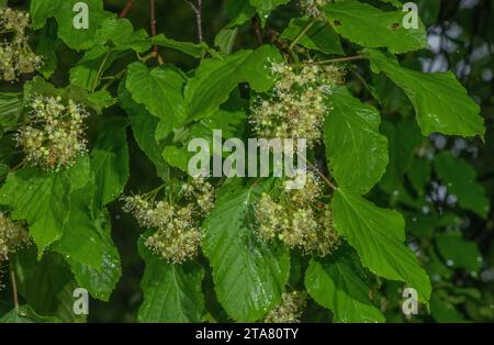 Tatarahorn, Acer tataricum in Blume, Slowenien. Stockfoto