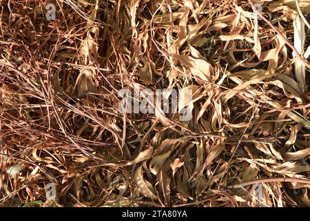 Nicht bearbeitetes RAW-Foto getrockneter Blätter. Nützlich für Hintergründe und Hintergründe. Stockfoto