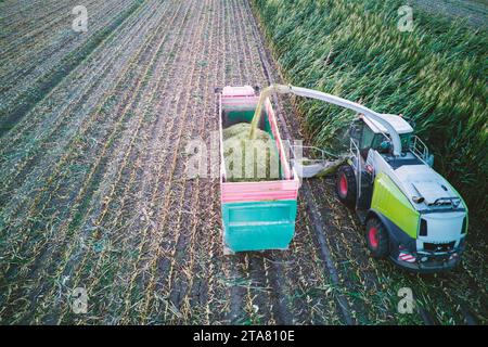 Drohne aus der Vogelperspektive Maiserntemaschine Häckseln Sie grüne Silage für Rinder, die vom Traktor auf dem Feld gezogen werden Stockfoto