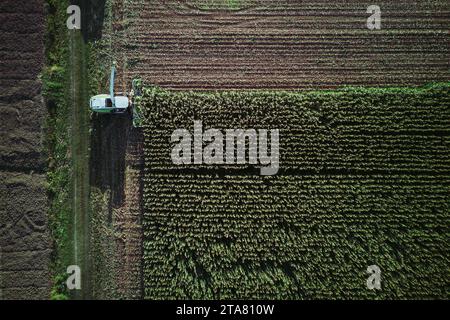 Drohne aus der Vogelperspektive Maiserntemaschine Häckseln Sie grüne Silage für Rinder, die vom Traktor auf dem Feld gezogen werden Stockfoto