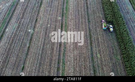 Drohne aus der Vogelperspektive Maiserntemaschine Häckseln Sie grüne Silage für Rinder, die vom Traktor auf dem Feld gezogen werden Stockfoto