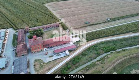 Drohne aus der Vogelperspektive Maiserntemaschine Häckseln Sie grüne Silage für Rinder, die vom Traktor auf dem Feld gezogen werden Stockfoto