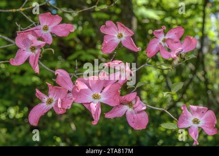 Rosafarbene Form des blühenden Hartholzes, Cornus florida, im Anbau. Stockfoto