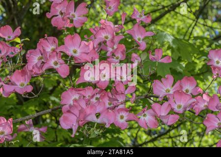 Rosafarbene Form des blühenden Hartholzes, Cornus florida, im Anbau. Stockfoto