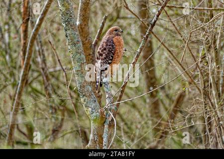Ein reifer, erwachsener Falke mit roten Schultern hoch oben auf einem Baumzweig, der an einem sonnigen Tag in der Nähe der Winterzeit ruht Stockfoto