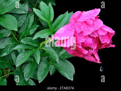 Einzelne rosafarbene Pfingstrosenblüte bedeckt mit Wassertropfen nach Regen als Symbol für Frische, oder traurig und melancholisch. Elegante zarte Päoniefläume mit nassem pe Stockfoto