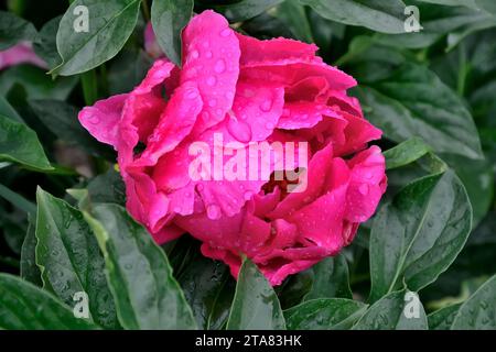 Hybride halbdoppelte hellpinkfarbene Pfingstrosensorte Paula Fay in Tropfen des Sommerregens. Paeony ist eine klassische Gartenpflanze, die ein wenig Nostalgie und Saibling hinzufügt Stockfoto